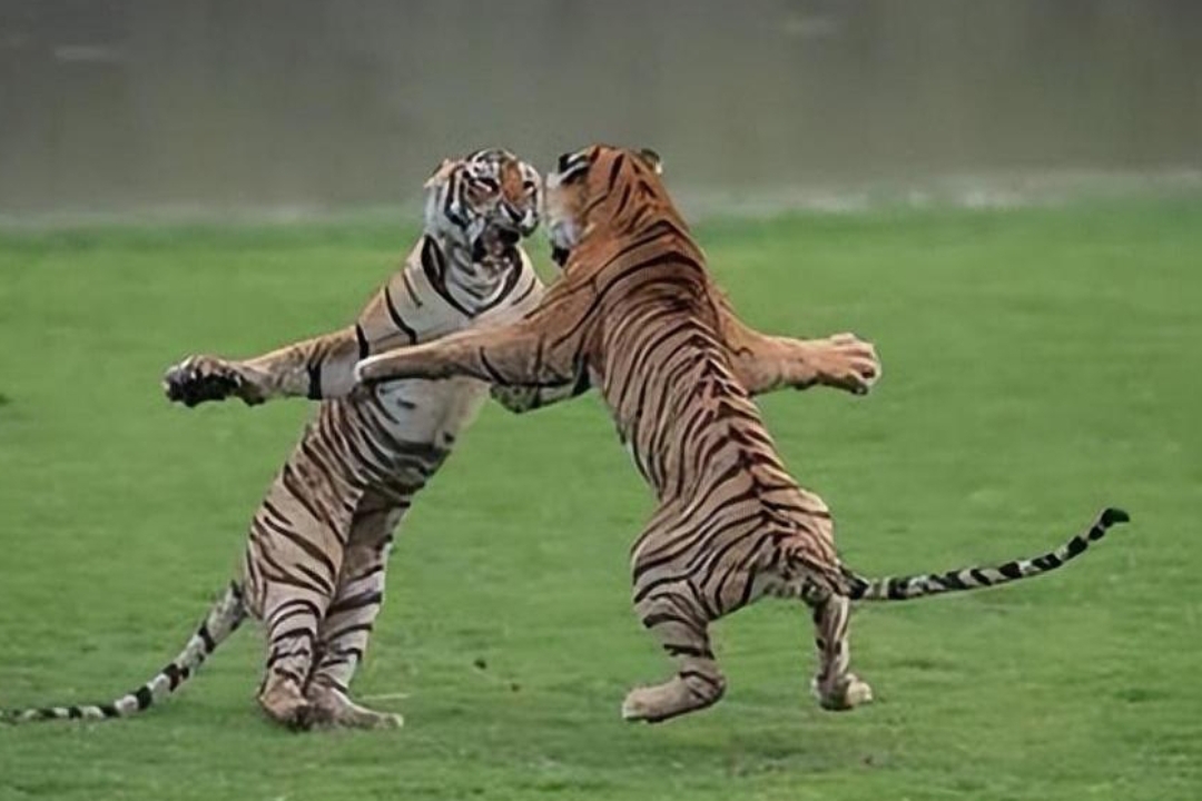 金年会APP-欧预赛对决剑拔弩张，胜负悬疑的简单介绍