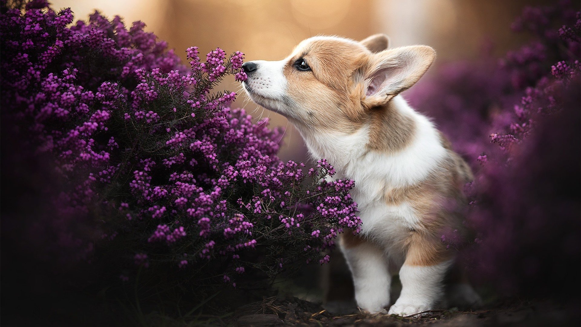 金年会平台-横扫之夜，杜兰特一剑封喉，尼克斯的冰与火之歌