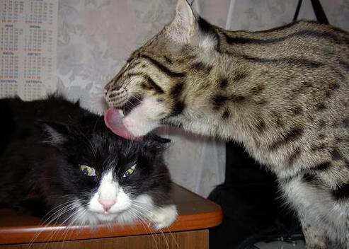 金年会全站-资本与草根的逆袭叙事，佛罗伦萨强压卡塔尔，格纳布里在欧冠决赛接管比赛