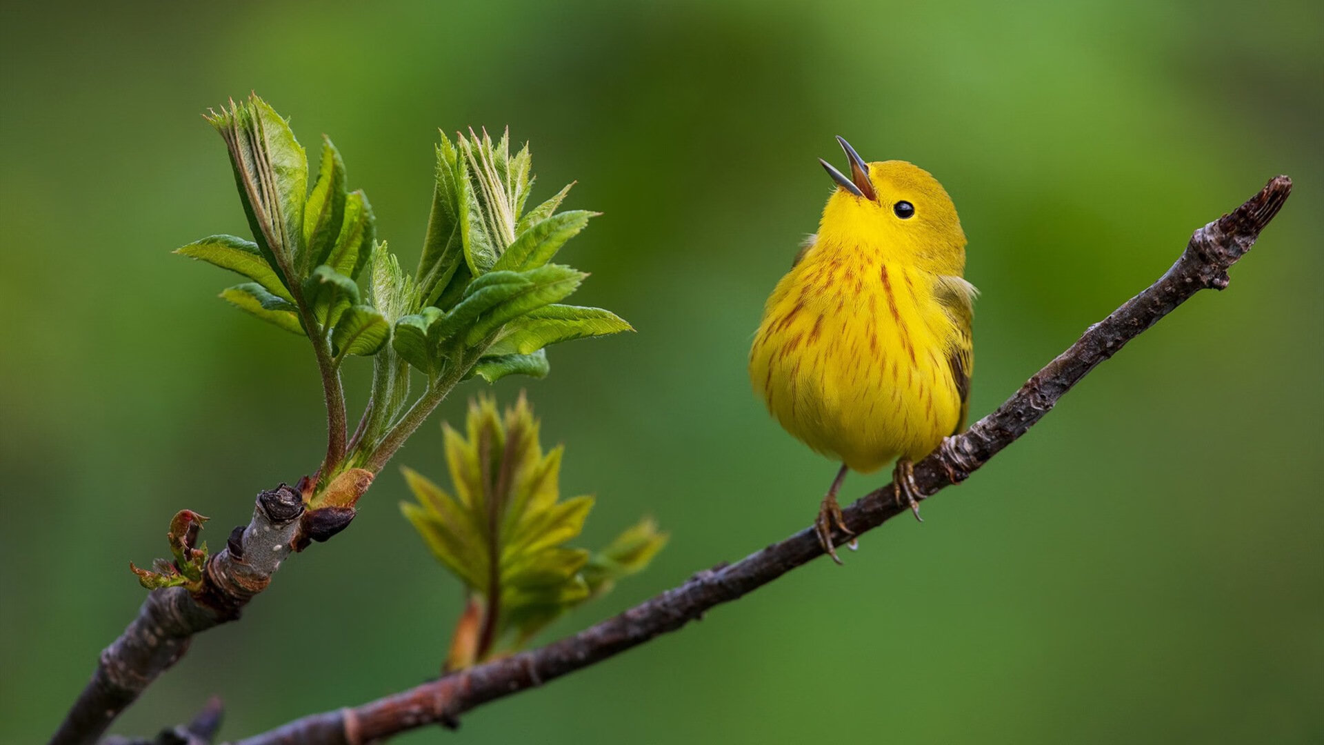 极致璀璨的库里时刻