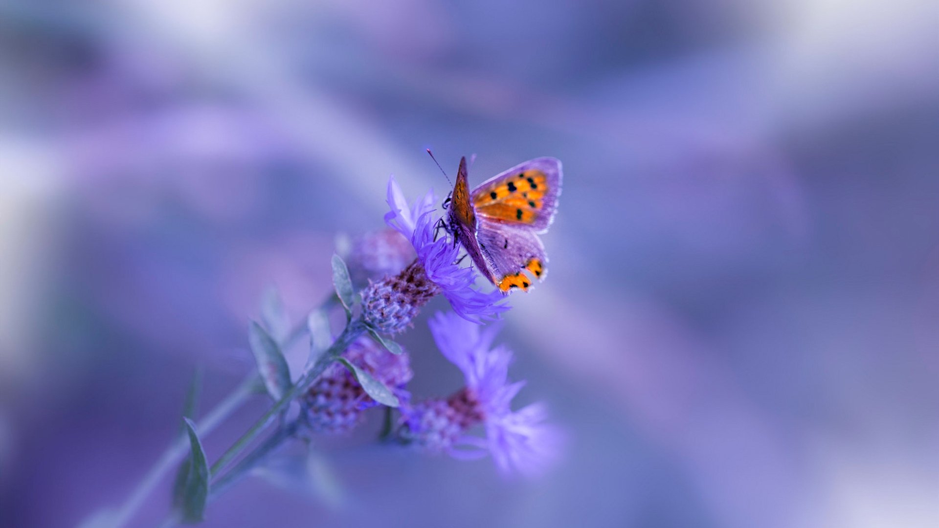 夜战之王，奥亚尔萨瓦尔在年度焦点之夜的统治性表演