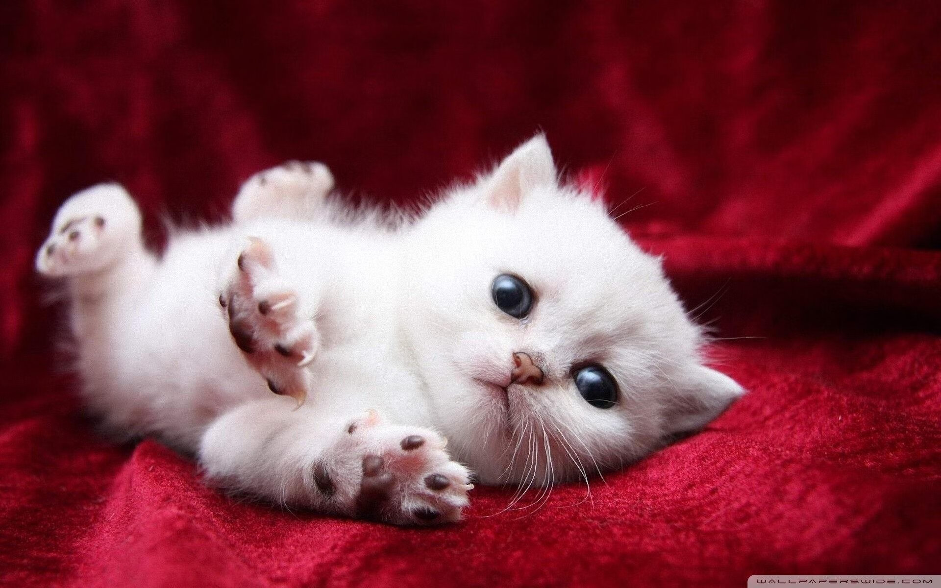 阿坎吉，从瑞士军刀到喀麦隆节拍器，他用节奏主宰了整场比赛