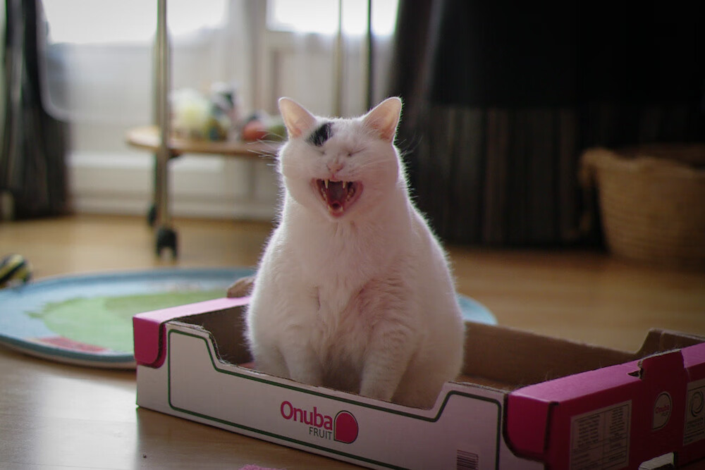 巨人的陨落与凡人的加冕，体育世界里的偶然与必然