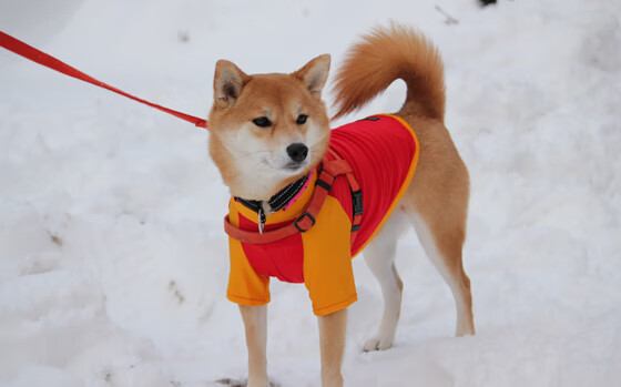 星辰与草根，当詹姆斯的光芒遇见布伦森的宣言