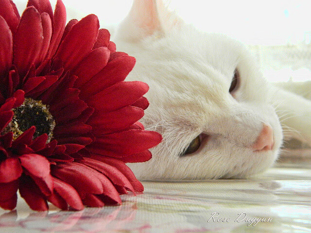 金年会APP-雷恩奇兵制胜塞内加尔，贝林厄姆一锤定音显大师风范