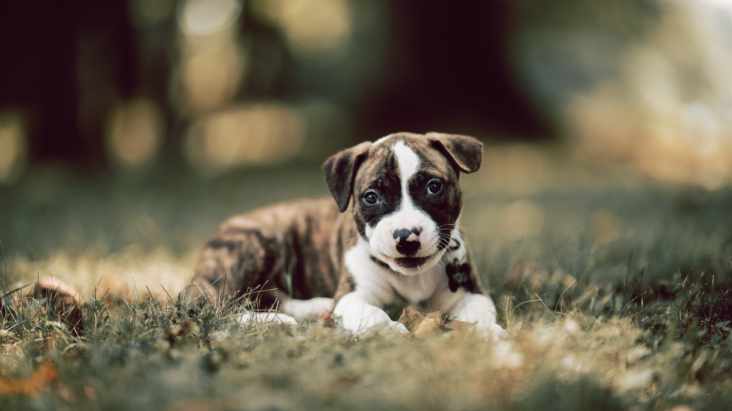 金年会全站-楚阿梅尼一锤定音！铁血马竞鏖战过关，芬兰黑马黯然折戟