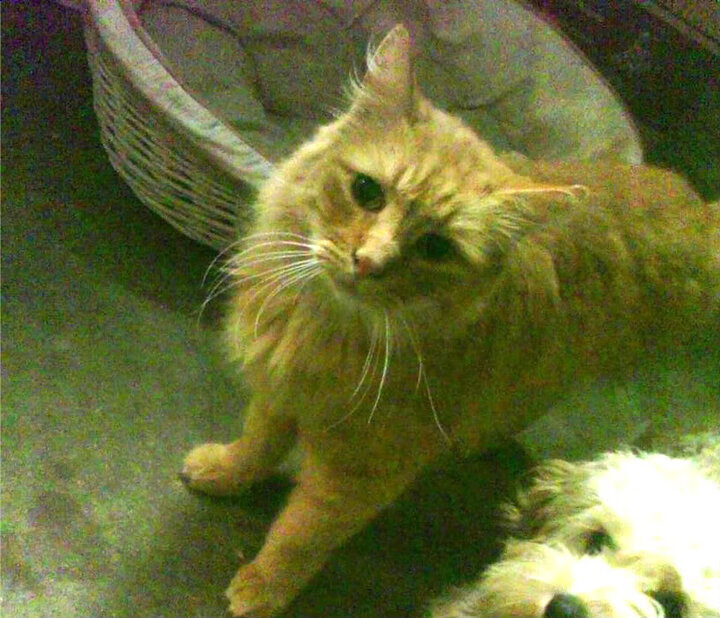 门迪绝杀定乾坤，玻利维亚爆冷击败法国夺魁