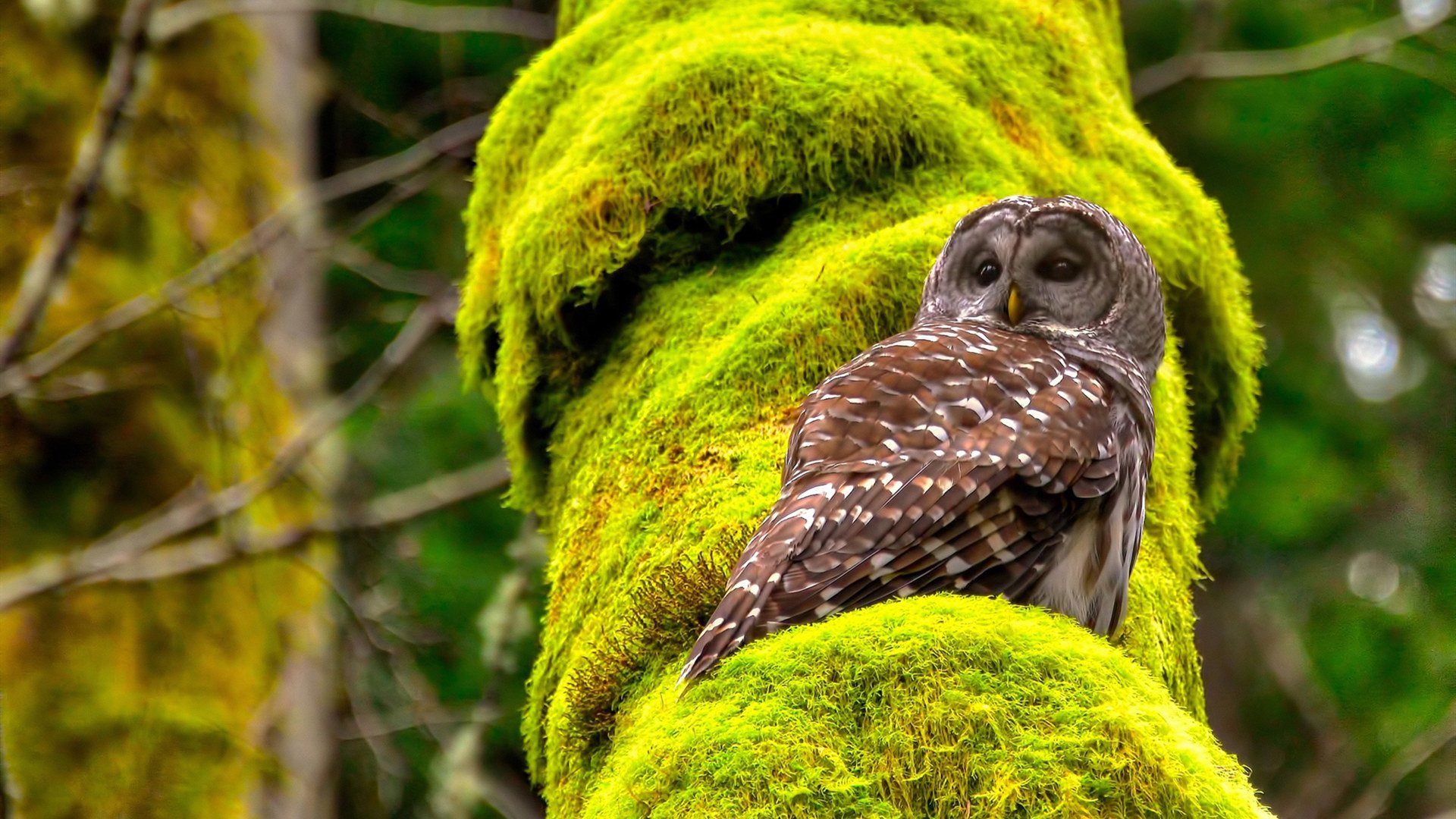 sports jnh-2026世界杯焦点战，独行侠险胜掘金，篮球巨星闪耀足球盛宴