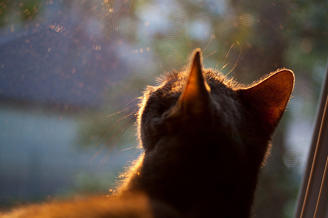 金年会app下载-京多安攻防两端统治，芬兰力克那不勒斯