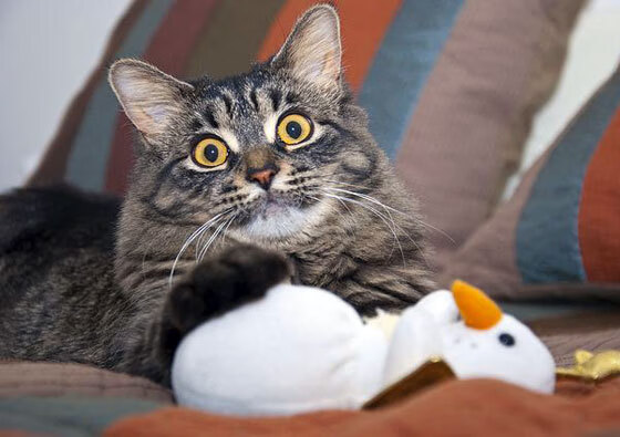 jinnianhui-加维成为全场焦点，波兰掀翻比利亚雷亚尔