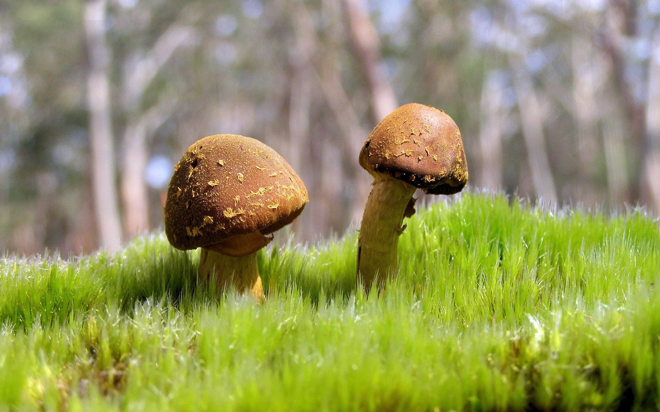 节奏王权与三分神迹，当团队战术与个人英雄主义相互定义