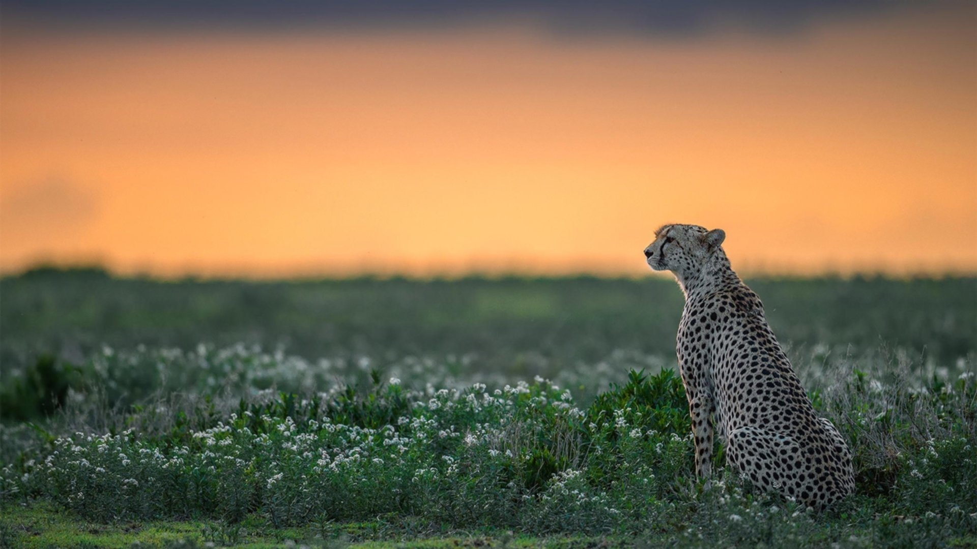 金年会电子-绝境奇兵！罗马加时逆转尤文，皮克成关键先生