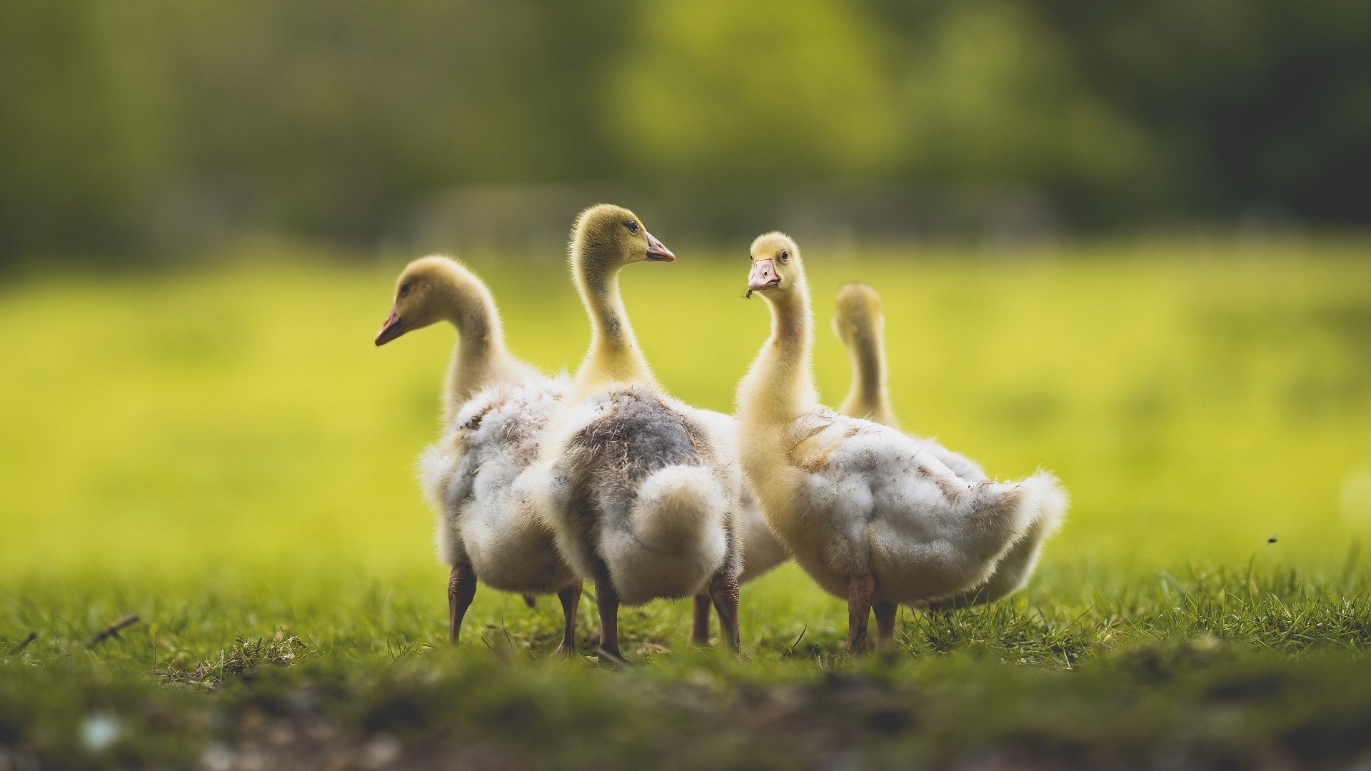 金年会网址-街道暗夜激战，黄蜂压哨绝杀猛龙，F1新加坡夜赛现史诗逆转