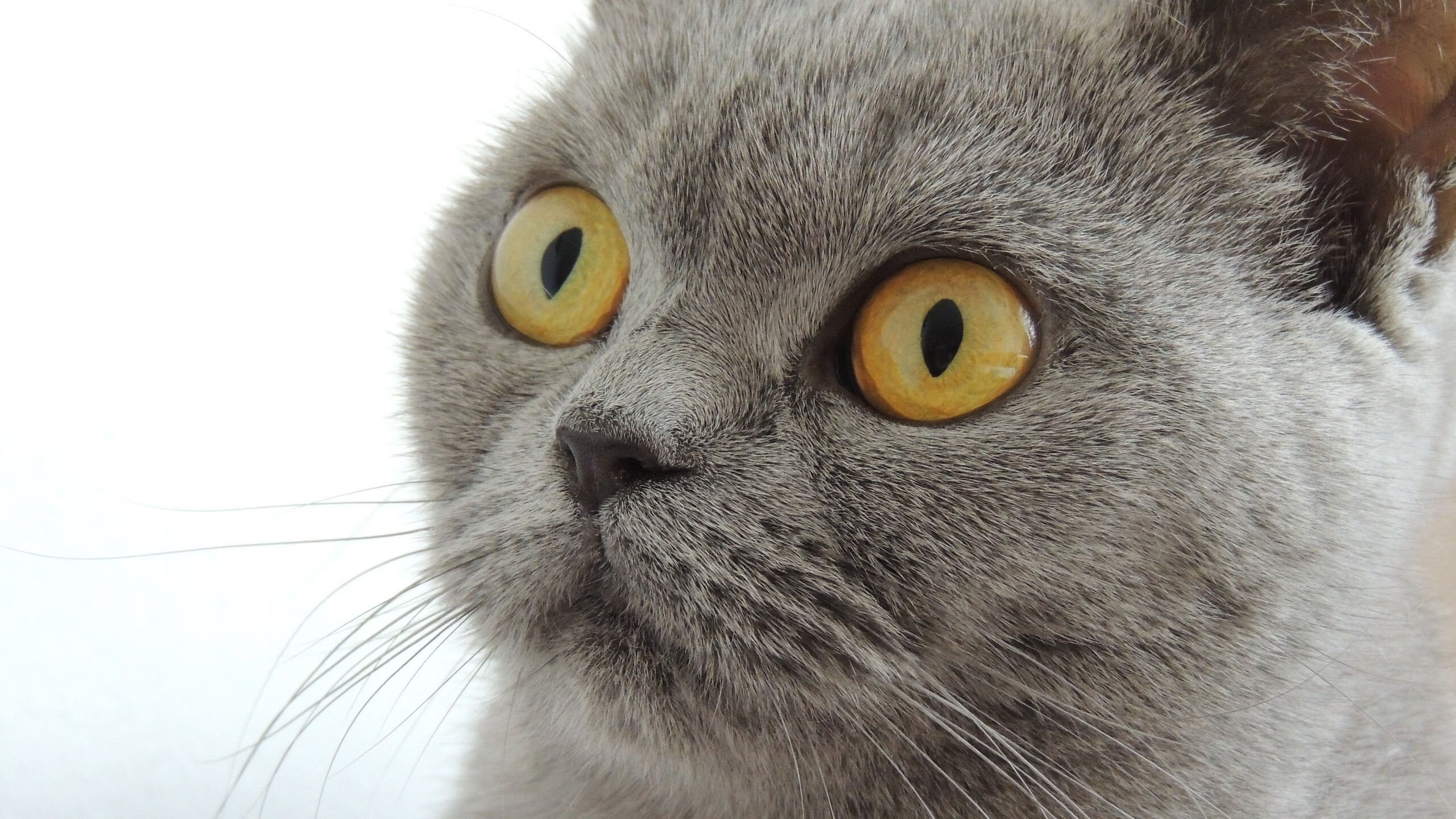 金年会电子-坎特之夜，欧冠半决赛的完美风暴