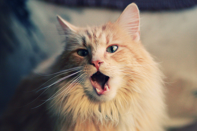 金年会app下载-欧冠战火未熄，CBA赛场已谱横扫狂想曲，当广厦的铁血遇上足球的启示