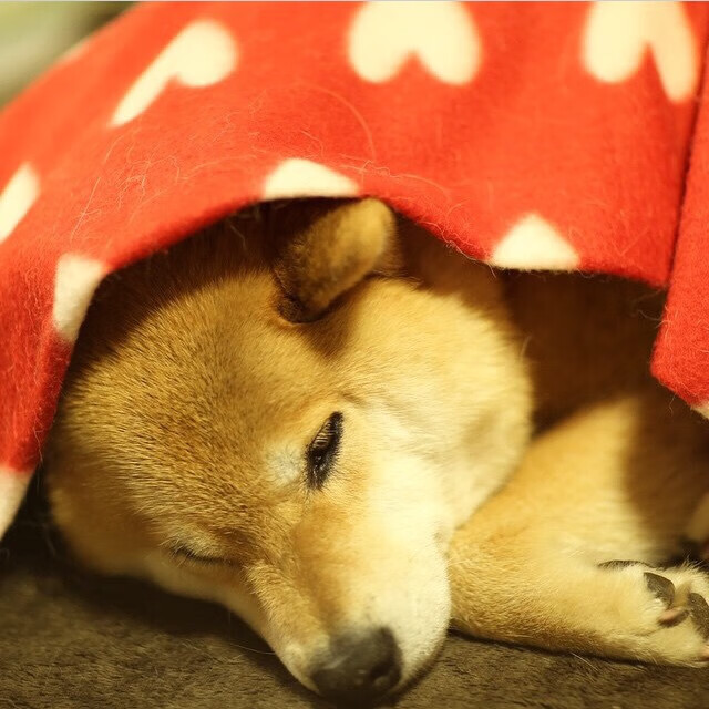 跨界隐喻，当喀麦隆队在篮球叙事中斩落克罗地亚